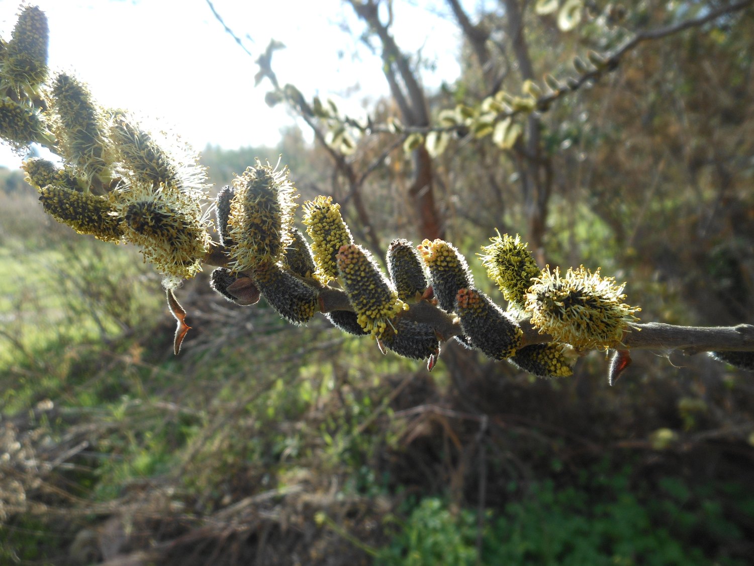 Salix atrocinerea / Salice di Gallura